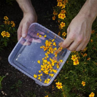 Spiselige blomster