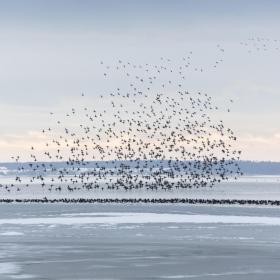 troldænder